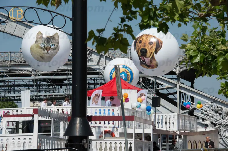 spa, sph&egrave;re h&eacute;lium, animaux, ext&eacute;rieur, campagne de sensibilisation