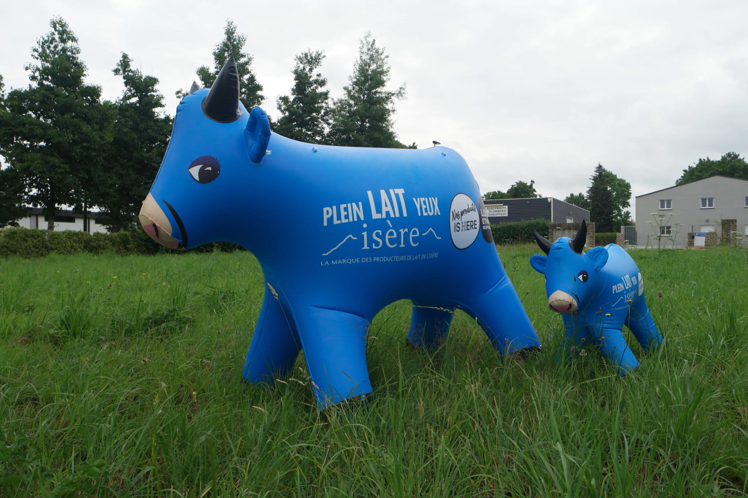vache, is&egrave;re, 200 x 160 cm et 100 x80 cm, &eacute;v&eacute;nement
